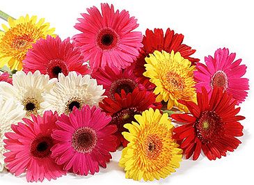 gerbera-mixed-feat_featured.jpg